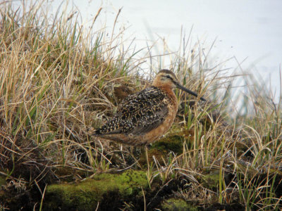 Alaska 2008