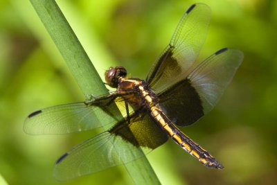 Widow Skimmer (Libellula luctuosa) (female), Willow Road, East Kingston, NH