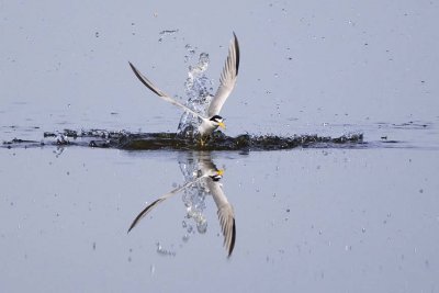 Least Tern (Sterna antillarum), Parker River NWR, Newbury,MA