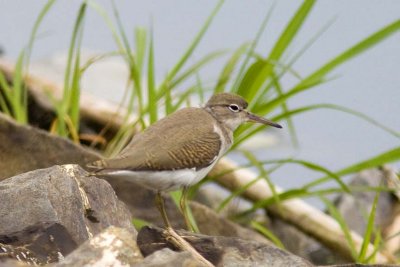 Spotted Sandpiper (Actitis macularius) (juvenile), Exeter Waste Water Treatment Plant, Exeter, NH