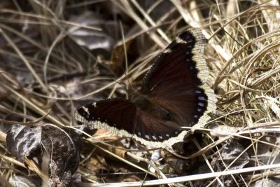 Mourning Cloak (Nymphalis antiopa), Brentwood Mitigation Area, Brentwood, NH