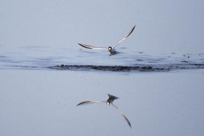 Least Tern (Sterna antillarum), Parker River NWR, Newbury, MA