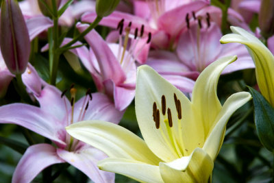 Ornamental Lilies, East Kingston, NH