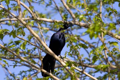 Boat-tailed Grackle (), Galveston, TX