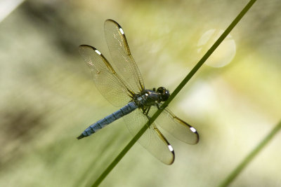 Spangled Skimmer (Libellula cyanea) (male), Foss Wasson Field, East Kingston, NH