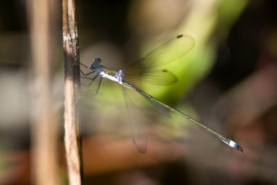 Probable Swamp Spreadwing (Lestes vigilax), Webster Wildlife and Natural Area, Kingston, NH