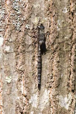 Probable Mottled Darner  (Aeshna clepsydra), Willow Road, East Kingston, NH