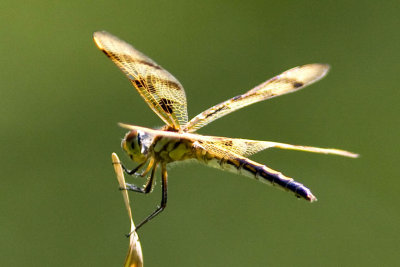 Halloween Pennant (Celithemis eponina) (immature male), Foss Wasson Field, East Kingston, NH