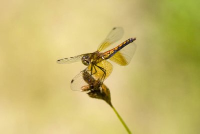 Band-winged Meadowhawk (Sympetrum semicinctum), Webster Wildlife and Natural Area, Kingston, NH