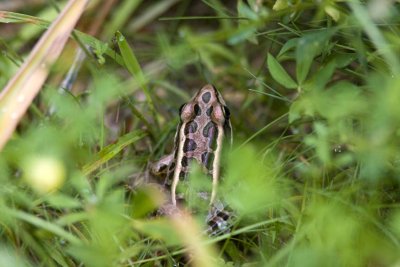 Pickerel frog (Rana palustris)Brentwood Mitigation Area, Brentwood, NH