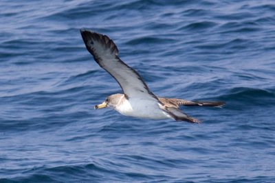  Cory's Shearwater (Calonectris diomedea), Jeffrey's Ledge, out of Newburyport, MA
