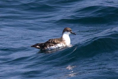 Greater Shearwater (Puffinus gravis), Jeffrey's Ledge, out of Newburyport, MA
