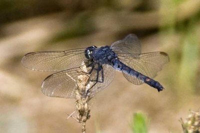 Seaside Dragonlet (Erythrodiplax berenice), Parker River NWR, Newbury, MA