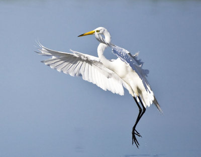 Great Egret Landing, Parker River NWR, Newbury, MA