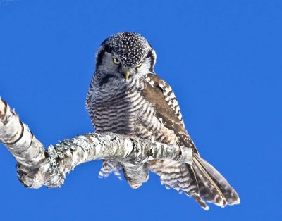 Northern Hawk Owl, Center Harbor, NH