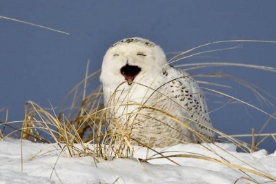 Snowy Owl Yawning, Salisbury State Reservation. Salisbury, MA