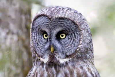 Great Gray Owl, Durham, NH