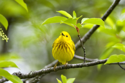 Yellow Warbler, Parker River NWR, Newbury, MA