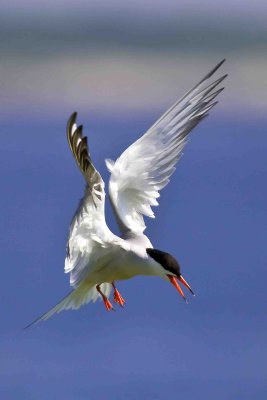 Common Tern Landing, White Island, Isles of Shoals, NH