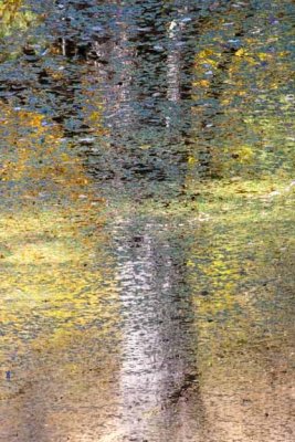 Tree Reflected in Pond - Autumn, Maudslay State Park, Newburyport, MA