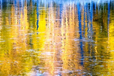 Trees Reflected on Ice, Great Bay NWR, Newington, NH