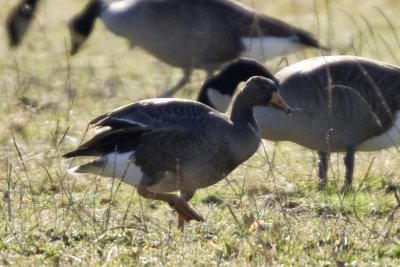  Greater White-fronted Goose (Anser albifrons), Runnymede Farm, Rye, NH