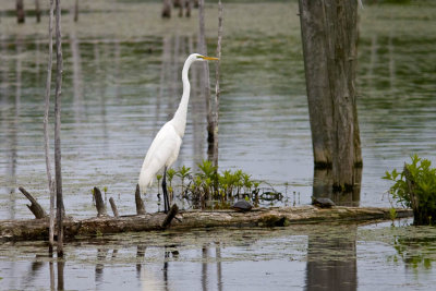 Great Egret (Ardea alba), Brentwood Mitigation Area, Brentwood, NH.