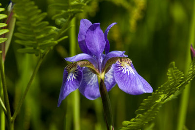 Siberian Iris (Iris sibirica)), East Hampstead, NH