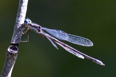 Unidentified Spreadwing sp. (Lestes), Brentwood Mitigation Area, Brentwood, NH.