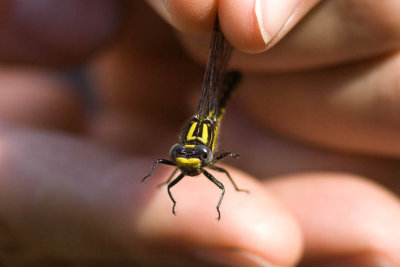 Clubtail (Gomphus) sp. (female), Lamprey River, Epping, NH.