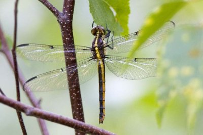 Probable Great Blue Skimmer (Libellula vibrans) (female), Brentwood Mitigation Area, Brentwood, NH.