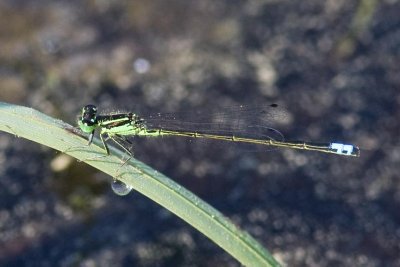 Eastern Forktail (Ischnura verticalis), Brentwood Mitigation Area, Brentwood, NH.