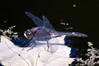 Dot-tailed Whiteface (Leucorrhinia intacta) (male), Brentwood Mitigation Area, Brentwood, NH.