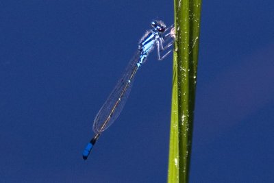 Skimming Bluet (Enellagma geminatum) (male), Pow-wow Pond, Kingston, NH.