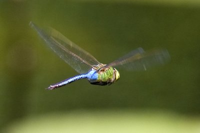 Common Green Darner (Anix junius) (male) in flight, Pow-wow Pond, Kingston, NH.