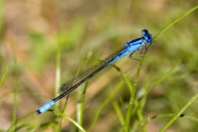 Azure Bluet (Enllagma aspersum) (male), Brentwood Mitigation Area, Brentwood, NH.