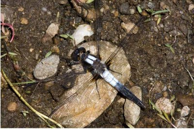 Chalk-fronted Corporal (Ladona julia) (male), Brentwood Mitigation Area, Brentwood, NH.