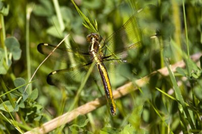 Spangled Skimmer (Libellula cyanea) (female), Brentwood Mitigation Area, Brentwood, NH.