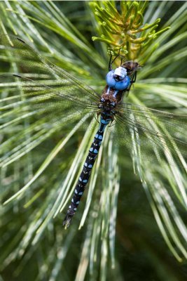 Spatterdock Darner (Rhionaeschna mutata) (male), Brentwood Mitigation Area, Brentwood, NH.