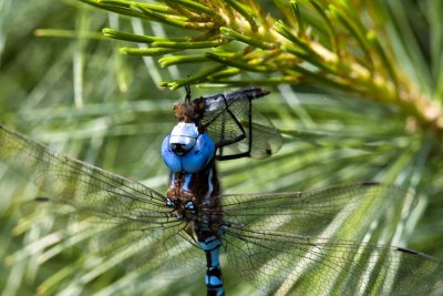 Spatterdock Darner (Rhionaeschna mutata) (male), Brentwood Mitigation Area, Brentwood, NH.