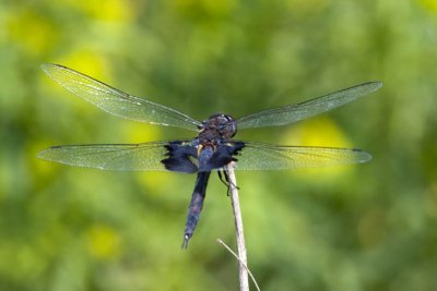 Black Saddlebags (Tramea lacerata), Brentwoood Mitigation Area, Brentwood, NH.