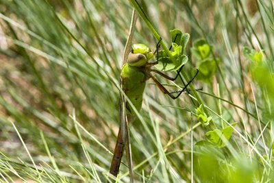 Common Green Darner (Anax junius) (female), Brentwood Mitigation Area, Brentwood, NH.