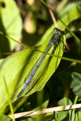 Pond Damsel (Coenagrionidae) sp., Brentwood Mitigation Area, Brentwood, NH.