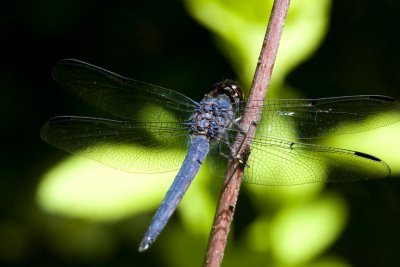 Slaty Skimmer (Libellula incesta) (male), Brentwood Mitigation Area, Brentwood, NH.