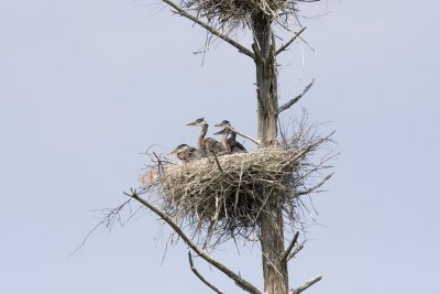 Great Blue Heron (Ardea herodias) young on nest, Brentwood Mitigation Area, Brentwood, NH.