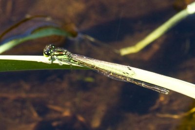 Fragile Forktail (Ischnura posita) (male), Brentwood Mitigation Area, Brentwood, NH.
