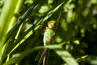 Common Green Darner (Anax junius) (female), Brentwood Mitigation Area, Brentwood, NH.