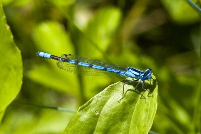 Boreal Bluet (Enallagma boreale) (male), Brentwood Mitigation Area, Brentwood, NH.