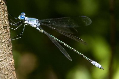 Amber-winged Spreadwing (Lestes eurinus) (male), Brentwood Mitigation Area, Brentwood, NH.