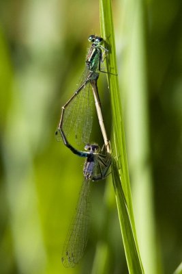 Eastern Forktail (Ischnura verticalis) (male and female) in wheel, Brentwood Mitigation Area, Brentwood, NH.